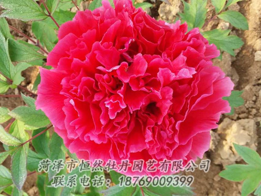 點(diǎn)擊查看詳細(xì)信息<br>標(biāo)題：紅色牡丹 閱讀次數(shù)：1110