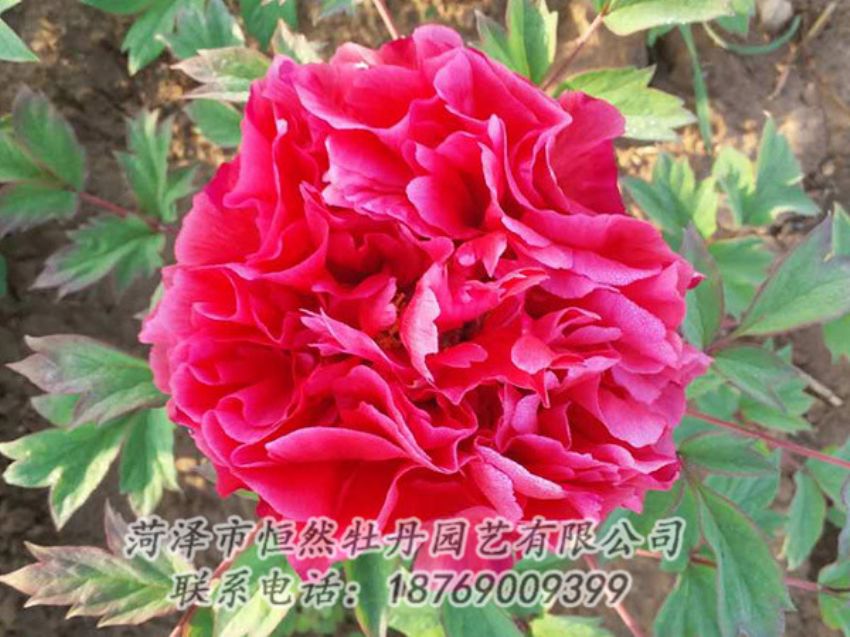 點(diǎn)擊查看詳細(xì)信息<br>標(biāo)題：紅色牡丹 閱讀次數(shù)：1946
