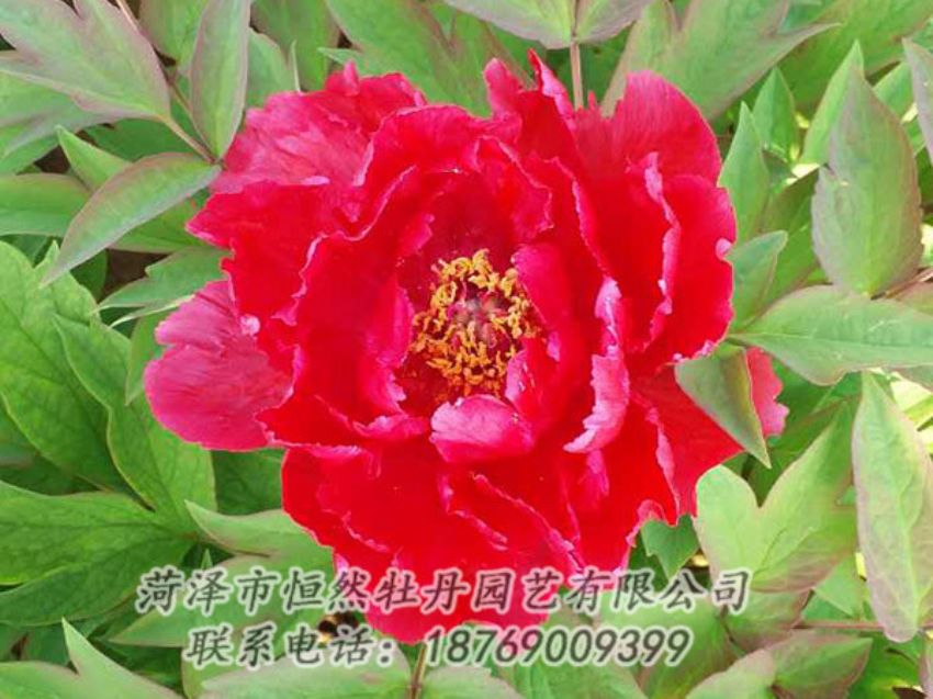 點(diǎn)擊查看詳細(xì)信息<br>標(biāo)題：紅色牡丹 閱讀次數(shù)：1148