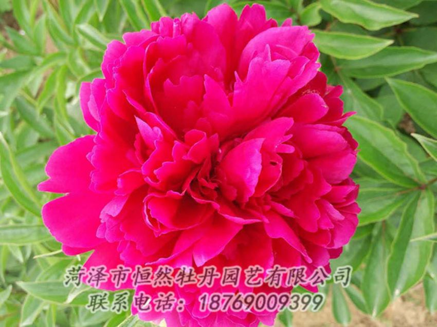 點(diǎn)擊查看詳細(xì)信息<br>標(biāo)題：紅色芍藥 閱讀次數(shù)：1032