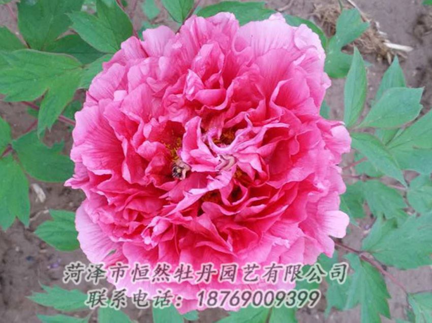 點(diǎn)擊查看詳細(xì)信息<br>標(biāo)題：紅色牡丹 閱讀次數(shù)：2016