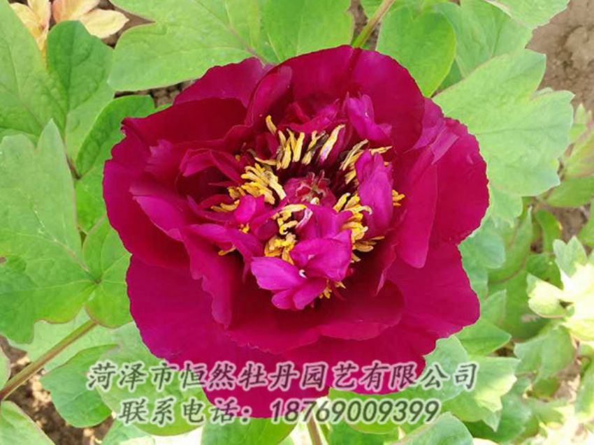 點(diǎn)擊查看詳細(xì)信息<br>標(biāo)題：紅色牡丹 閱讀次數(shù)：1916