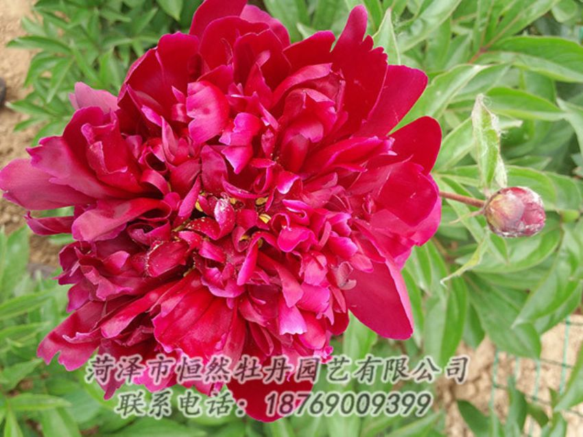 點(diǎn)擊查看詳細(xì)信息<br>標(biāo)題：紅色芍藥 閱讀次數(shù)：1069