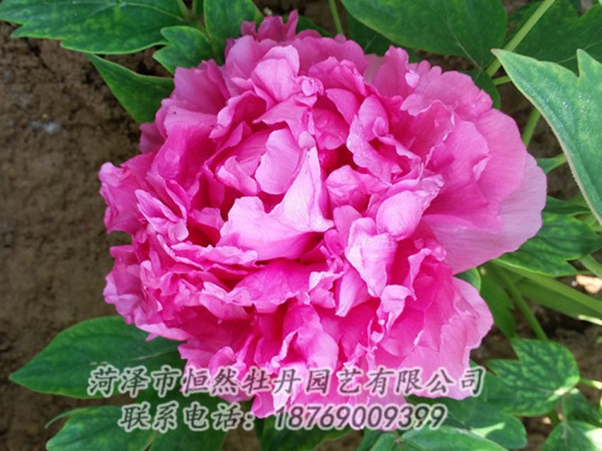 點(diǎn)擊查看詳細(xì)信息<br>標(biāo)題：紅色牡丹 閱讀次數(shù)：2132