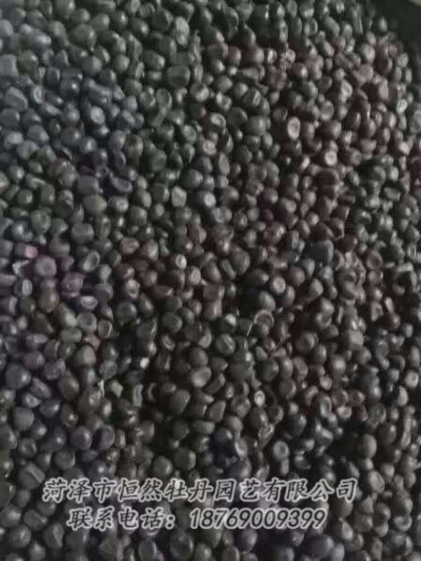點擊查看詳細(xì)信息<br>標(biāo)題：油用牡丹 閱讀次數(shù)：1234