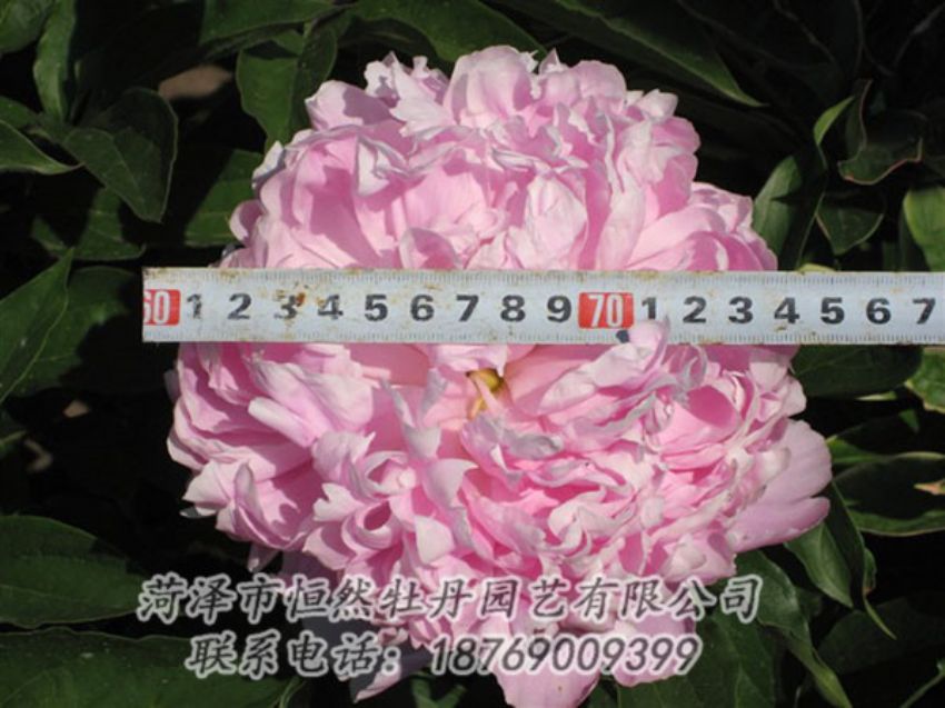 點(diǎn)擊查看詳細(xì)信息<br>標(biāo)題：桃面爭春 閱讀次數(shù)：1242