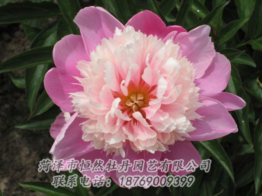 點(diǎn)擊查看詳細(xì)信息<br>標(biāo)題：蓮花臺(tái) 閱讀次數(shù)：2078