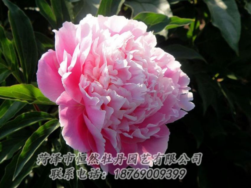點(diǎn)擊查看詳細(xì)信息<br>標(biāo)題：粉色芍藥 閱讀次數(shù)：2097