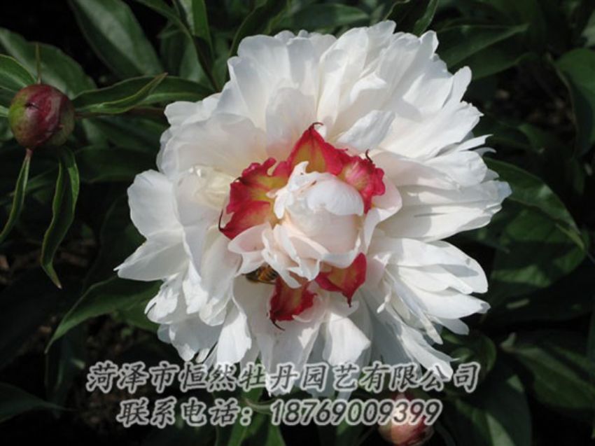 點(diǎn)擊查看詳細(xì)信息<br>標(biāo)題：無(wú)花龍玉 閱讀次數(shù)：2089