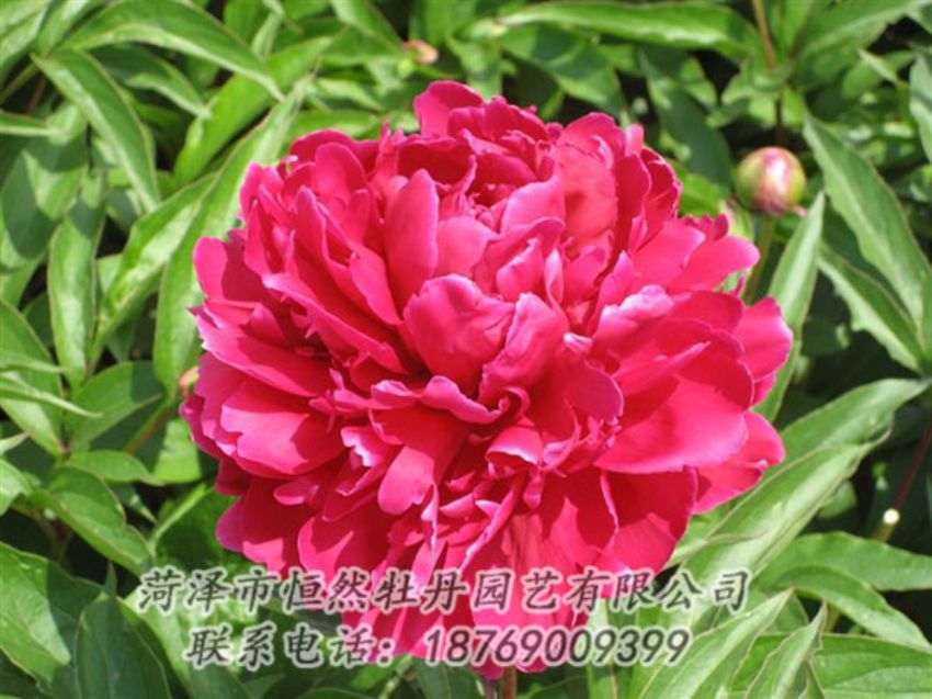 點(diǎn)擊查看詳細(xì)信息<br>標(biāo)題：國紅 閱讀次數(shù)：1027