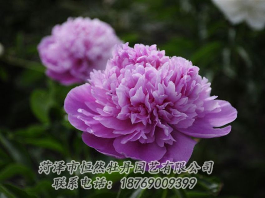 點(diǎn)擊查看詳細(xì)信息<br>標(biāo)題：紫色芍藥 閱讀次數(shù)：2098