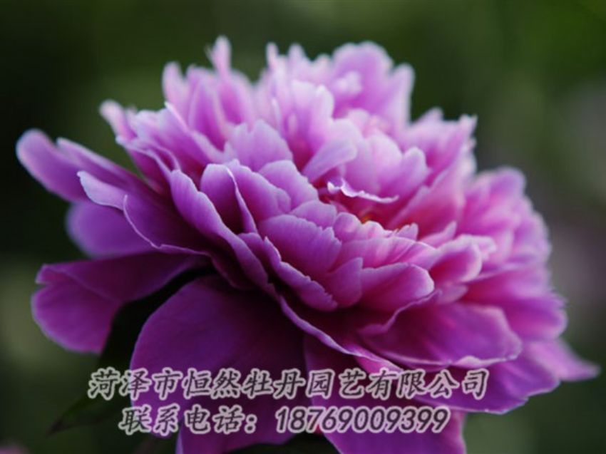 點(diǎn)擊查看詳細(xì)信息<br>標(biāo)題：紫色芍藥 閱讀次數(shù)：2107