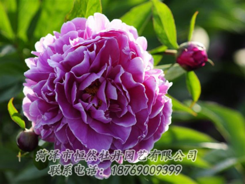 點(diǎn)擊查看詳細(xì)信息<br>標(biāo)題：紫色芍藥 閱讀次數(shù)：1278