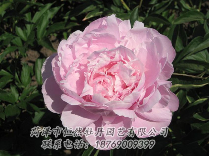 點(diǎn)擊查看詳細(xì)信息<br>標(biāo)題：藍(lán)田碧玉 閱讀次數(shù)：2313