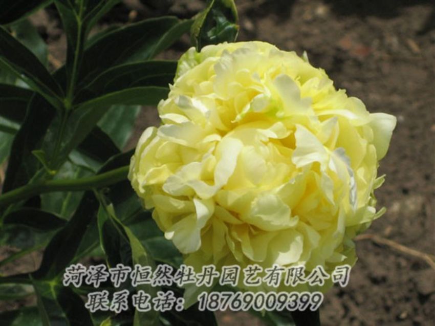 點(diǎn)擊查看詳細(xì)信息<br>標(biāo)題：黃色芍藥 閱讀次數(shù)：2010