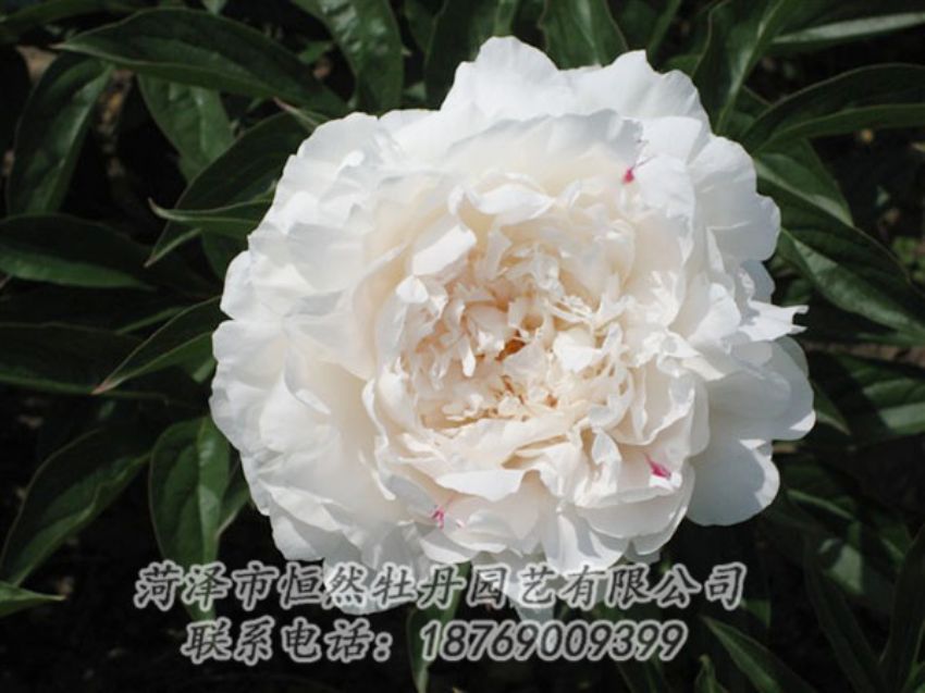 點(diǎn)擊查看詳細(xì)信息<br>標(biāo)題：娃娃面 閱讀次數(shù)：1924