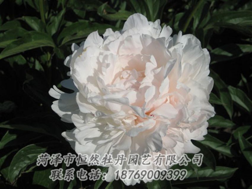 點(diǎn)擊查看詳細(xì)信息<br>標(biāo)題：白玉樓 閱讀次數(shù)：2183