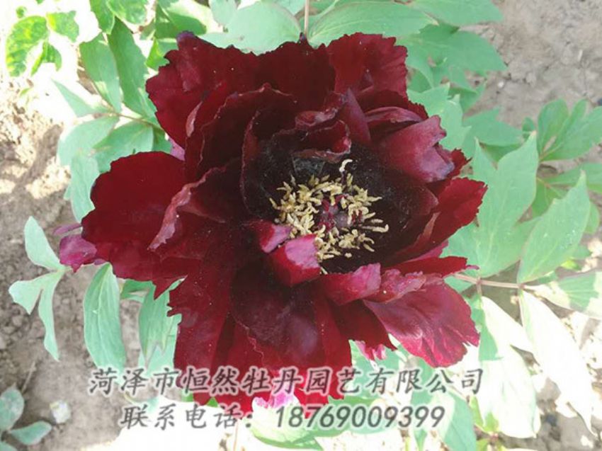 點(diǎn)擊查看詳細(xì)信息<br>標(biāo)題：黑色牡丹 閱讀次數(shù)：1897