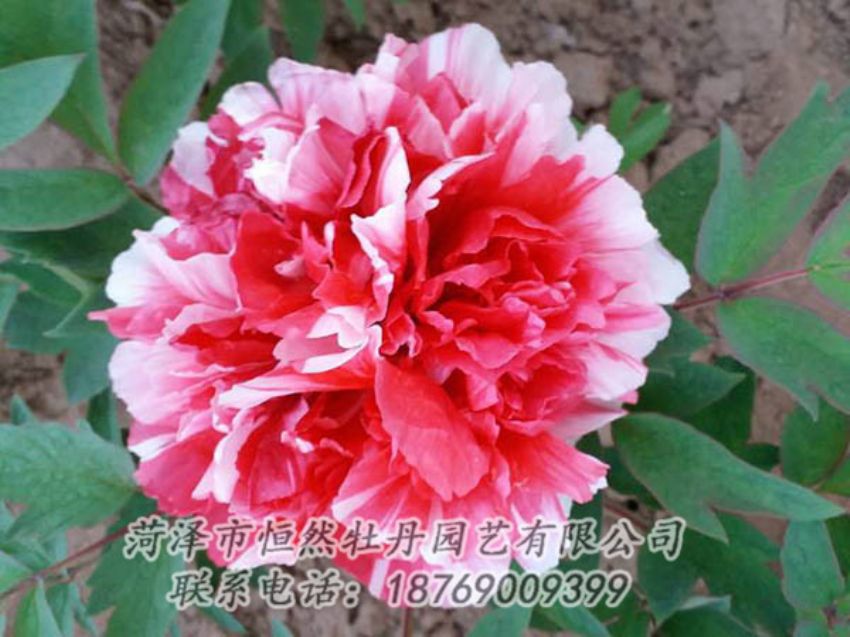 點(diǎn)擊查看詳細(xì)信息<br>標(biāo)題：復(fù)色牡丹 閱讀次數(shù)：1211