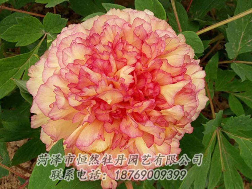 點(diǎn)擊查看詳細(xì)信息<br>標(biāo)題：復(fù)色牡丹 閱讀次數(shù)：1230