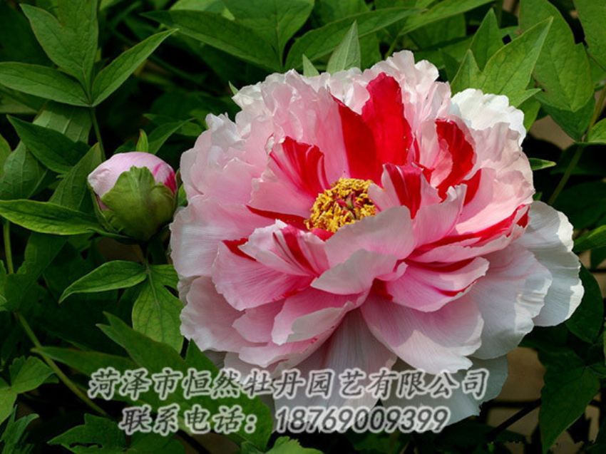 點(diǎn)擊查看詳細(xì)信息<br>標(biāo)題：復(fù)色牡丹 閱讀次數(shù)：2006