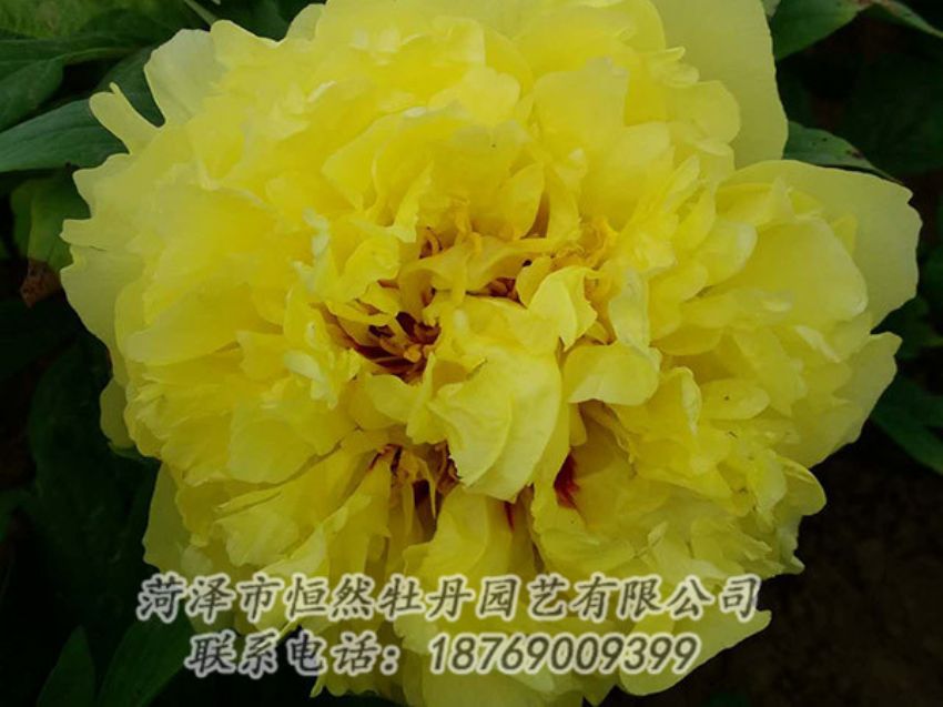 點(diǎn)擊查看詳細(xì)信息<br>標(biāo)題：黃色牡丹 閱讀次數(shù)：1182