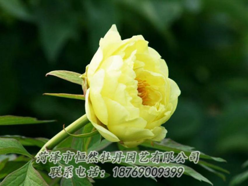 點(diǎn)擊查看詳細(xì)信息<br>標(biāo)題：黃色牡丹 閱讀次數(shù)：1937