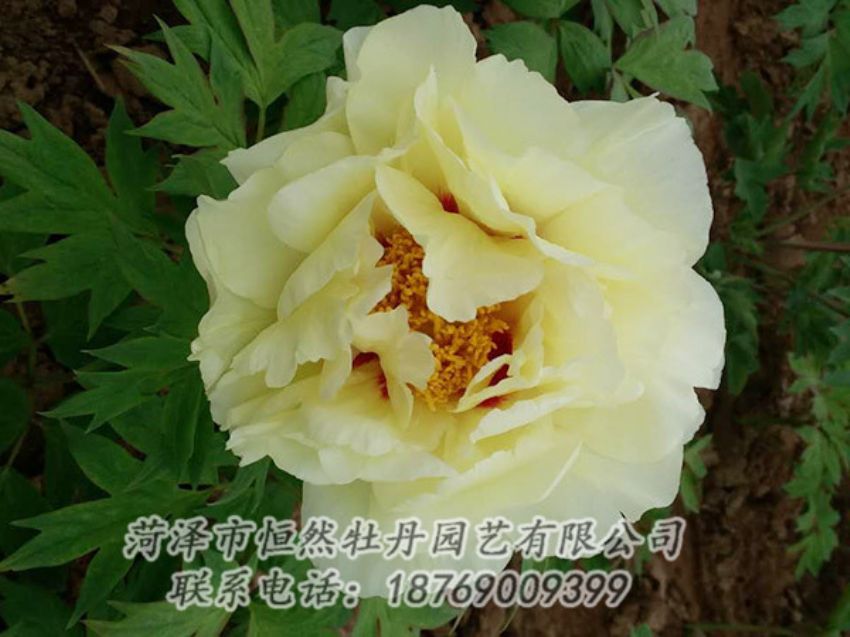 點(diǎn)擊查看詳細(xì)信息<br>標(biāo)題：黃色牡丹 閱讀次數(shù)：1903