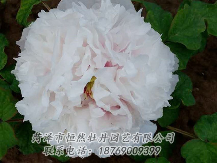 點(diǎn)擊查看詳細(xì)信息<br>標(biāo)題：白色牡丹 閱讀次數(shù)：1983