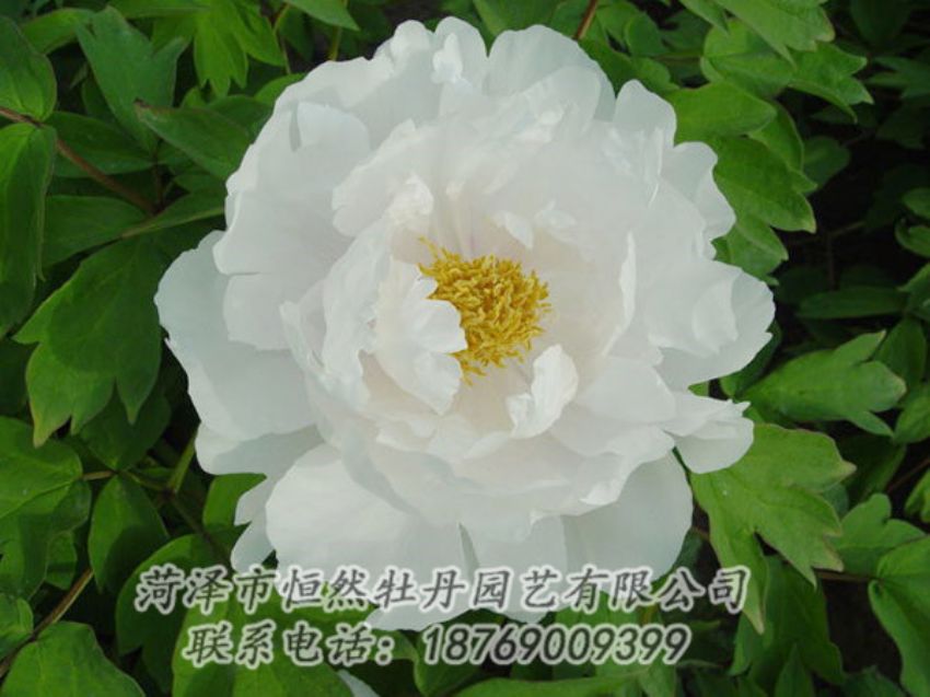 點(diǎn)擊查看詳細(xì)信息<br>標(biāo)題：白色牡丹 閱讀次數(shù)：1980