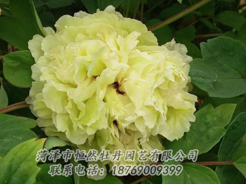 點(diǎn)擊查看詳細(xì)信息<br>標(biāo)題：綠色 閱讀次數(shù)：1094