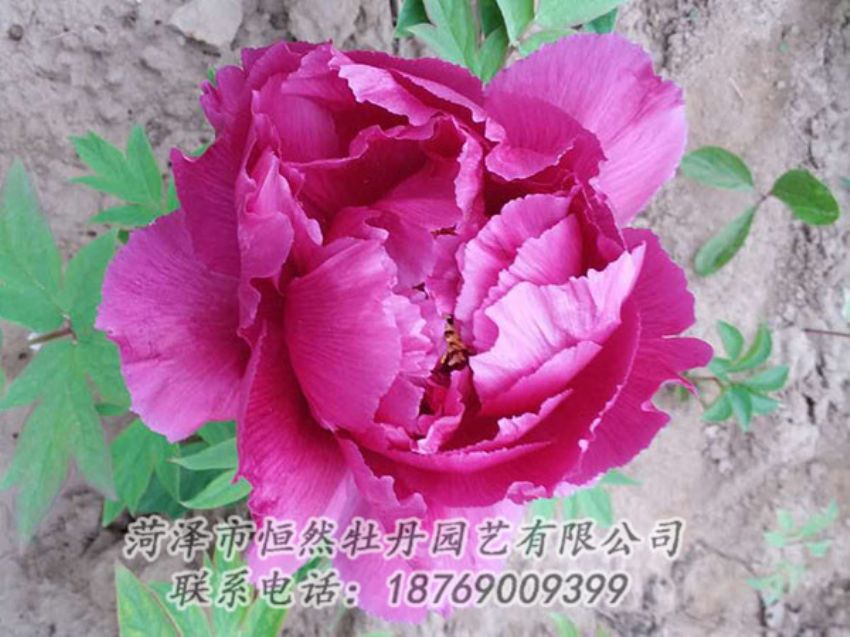 點(diǎn)擊查看詳細(xì)信息<br>標(biāo)題：紫色牡丹 閱讀次數(shù)：1065