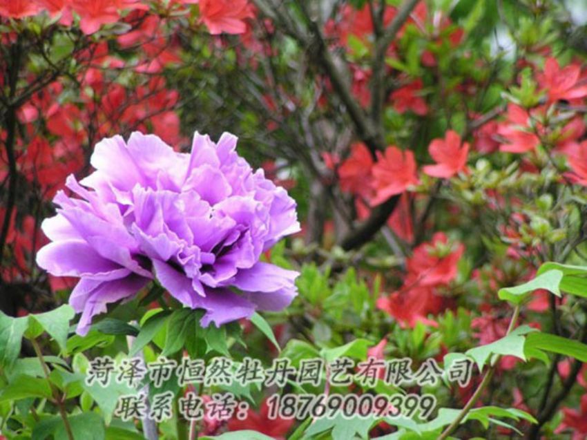 點(diǎn)擊查看詳細(xì)信息<br>標(biāo)題：紫色牡丹 閱讀次數(shù)：1944