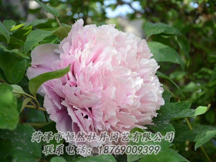 點(diǎn)擊查看詳細(xì)信息<br>標(biāo)題：粉色牡丹 閱讀次數(shù)：2001