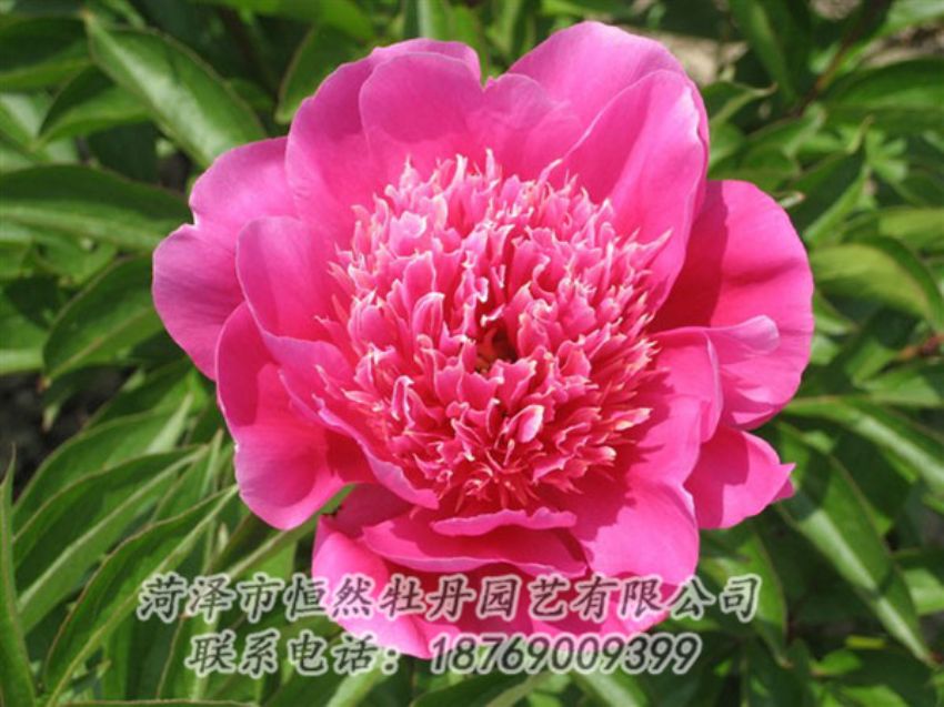 點(diǎn)擊查看詳細(xì)信息<br>標(biāo)題：紅繡球 閱讀次數(shù)：1027