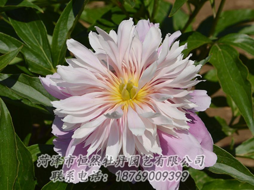 點(diǎn)擊查看詳細(xì)信息<br>標(biāo)題：粉色芍藥 閱讀次數(shù)：1311