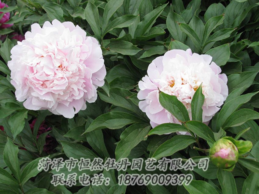 點(diǎn)擊查看詳細(xì)信息<br>標(biāo)題：粉色芍藥 閱讀次數(shù)：1205