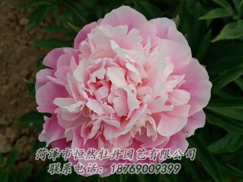 點(diǎn)擊查看詳細(xì)信息<br>標(biāo)題：粉色芍藥 閱讀次數(shù)：1438