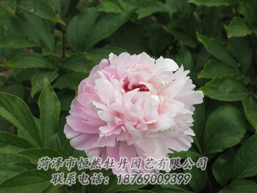 點(diǎn)擊查看詳細(xì)信息<br>標(biāo)題：粉色芍藥 閱讀次數(shù)：1162