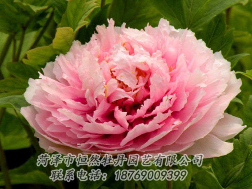 點(diǎn)擊查看詳細(xì)信息<br>標(biāo)題：粉色牡丹 閱讀次數(shù)：2007