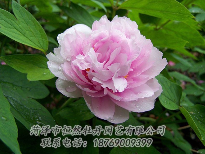 點(diǎn)擊查看詳細(xì)信息<br>標(biāo)題：粉色牡丹 閱讀次數(shù)：1957