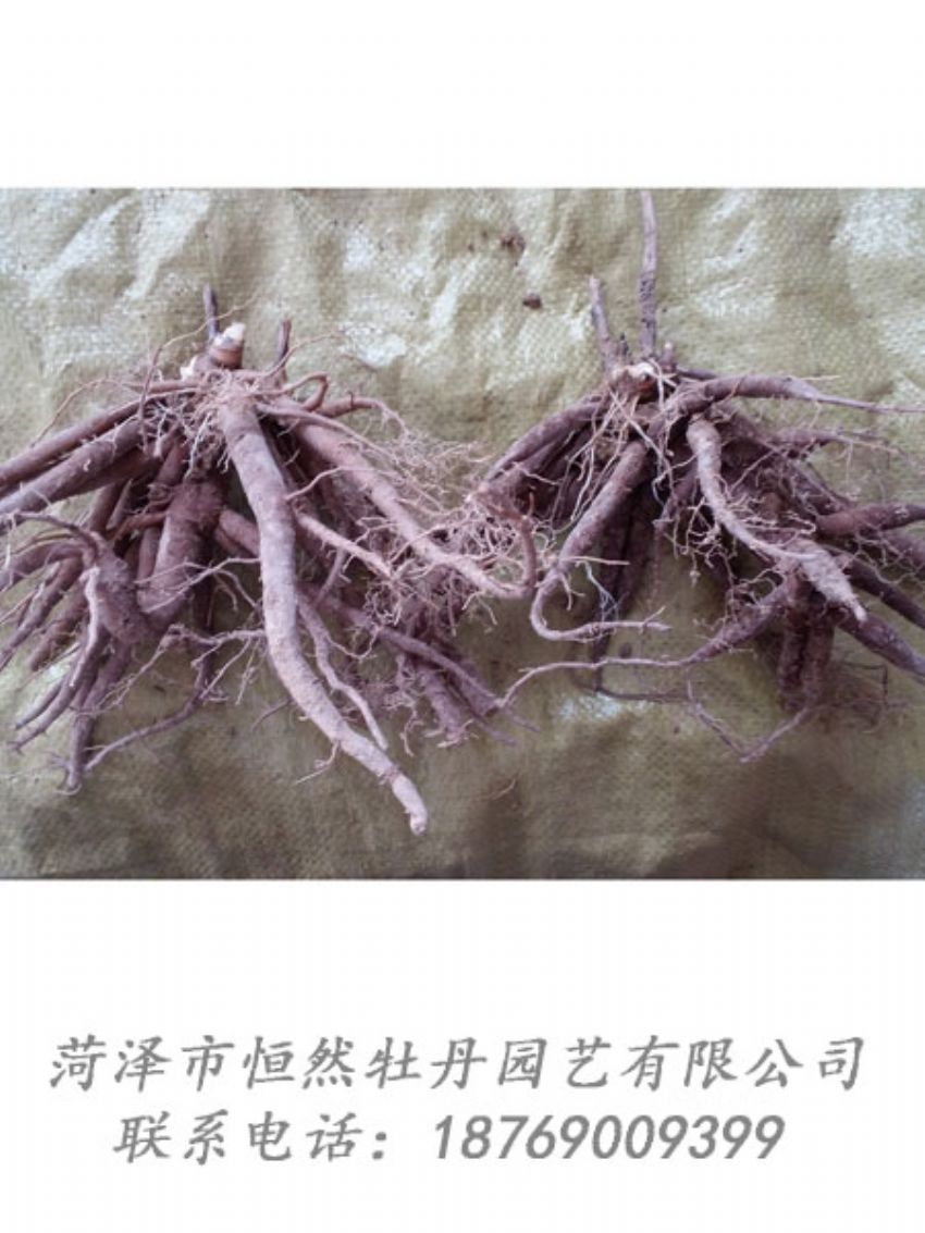 點(diǎn)擊查看詳細(xì)信息<br>標(biāo)題：二年芍藥苗 閱讀次數(shù)：2044