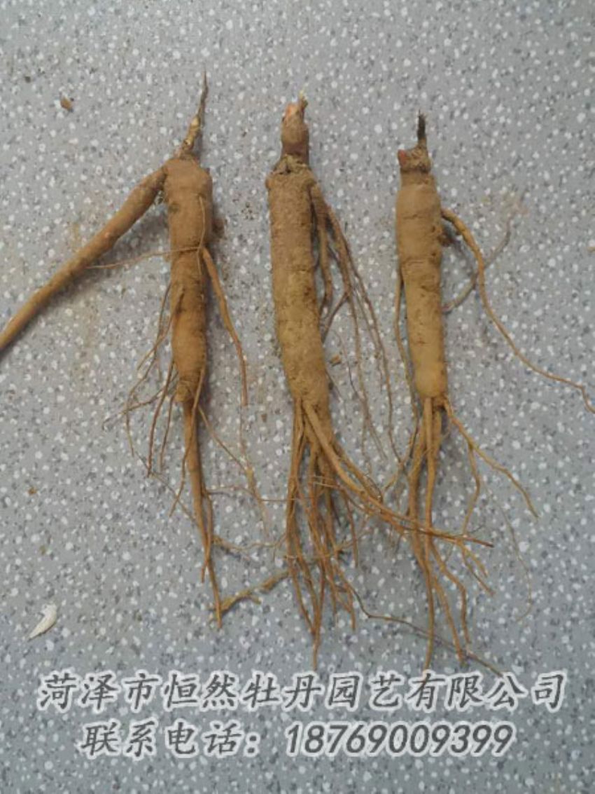 點(diǎn)擊查看詳細(xì)信息<br>標(biāo)題：芍藥苗 閱讀次數(shù)：2159