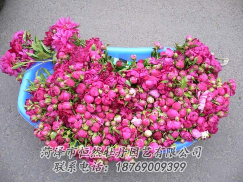 點(diǎn)擊查看詳細(xì)信息<br>標(biāo)題：芍藥切花 閱讀次數(shù)：2016