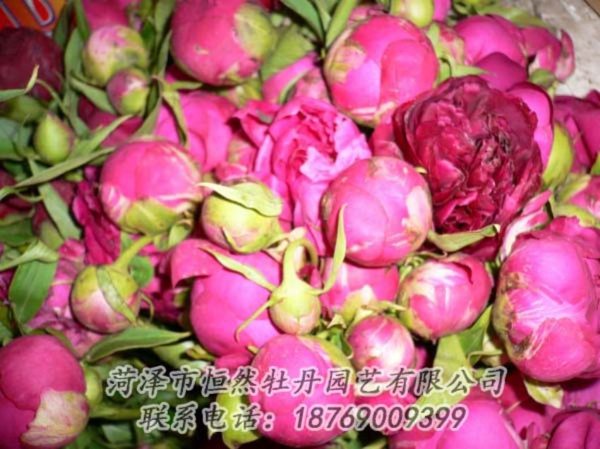 點(diǎn)擊查看詳細(xì)信息<br>標(biāo)題：芍藥切花 閱讀次數(shù)：2028