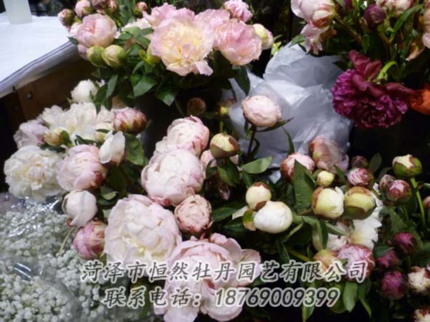 點(diǎn)擊查看詳細(xì)信息<br>標(biāo)題：芍藥切花 閱讀次數(shù)：2189