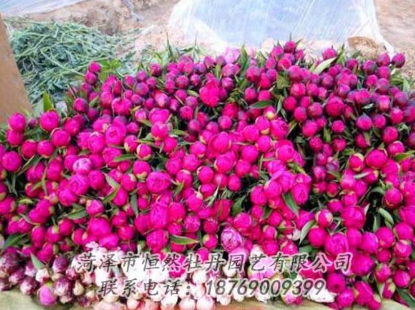點(diǎn)擊查看詳細(xì)信息<br>標(biāo)題：芍藥切花 閱讀次數(shù)：2166