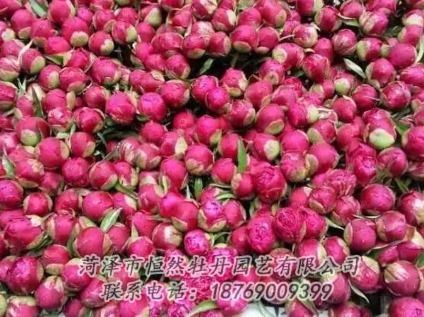 點(diǎn)擊查看詳細(xì)信息<br>標(biāo)題：芍藥切花 閱讀次數(shù)：2228