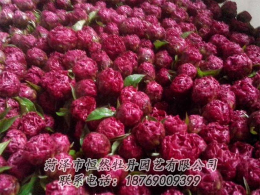 點(diǎn)擊查看詳細(xì)信息<br>標(biāo)題：芍藥切花 閱讀次數(shù)：2064
