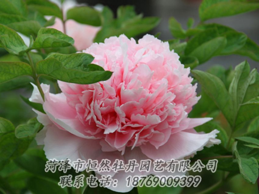 點(diǎn)擊查看詳細(xì)信息<br>標(biāo)題：粉色牡丹 閱讀次數(shù)：1964